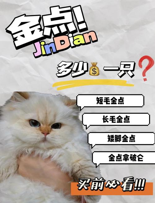 小发猫到底是什么平台？一文搞懂它的核心功能！