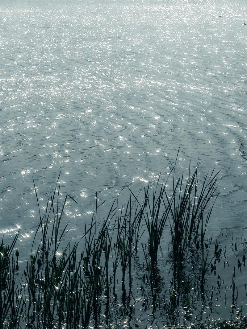 探索水光潋滟晴方好描写的是哪里的景色，西湖美景惊艳无数人！