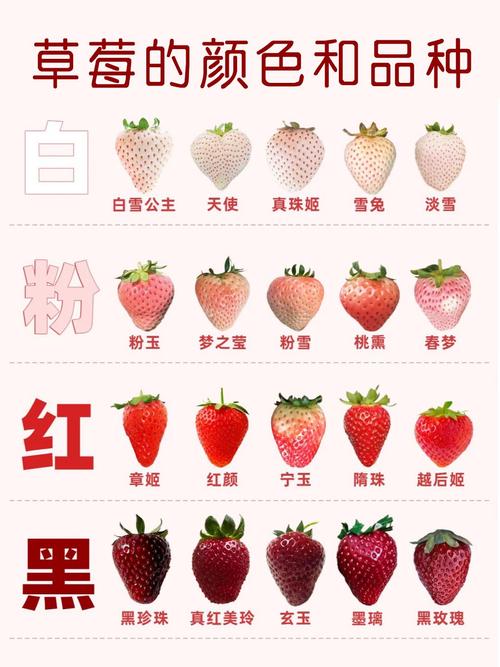 我们吃的草莓到底是啥部位？(速学生物常识)