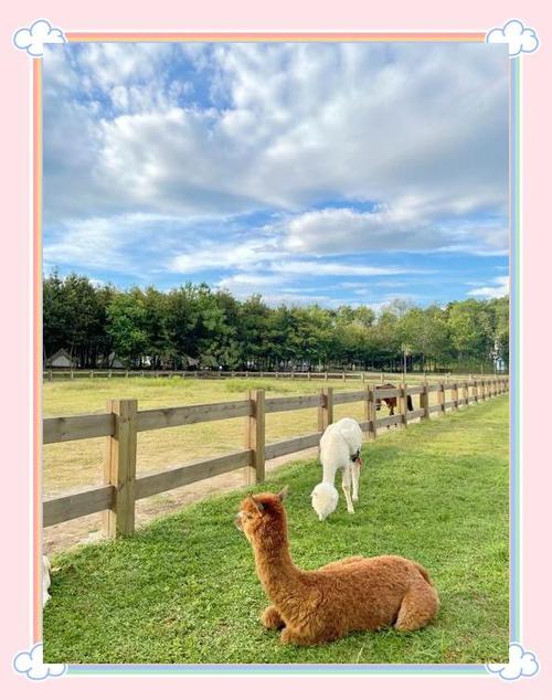 阳光牧场亲子游攻略：带孩子体验真实的田园生活！