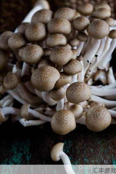 挑选布菇菇要注意哪些坑？新手选购指南帮你避开假货！