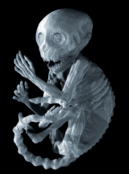 捕获未知生物在哪下载？手机电脑下载方法全攻略