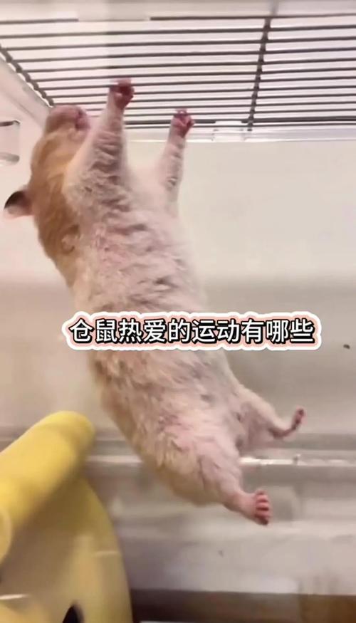 挑战叠仓鼠最高纪录是多少？看看大神是怎么叠起来的！