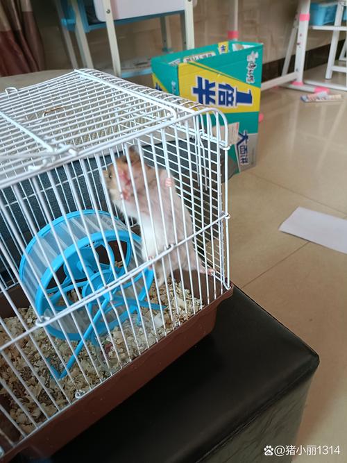 挑战叠仓鼠最高纪录是多少？看看大神是怎么叠起来的！