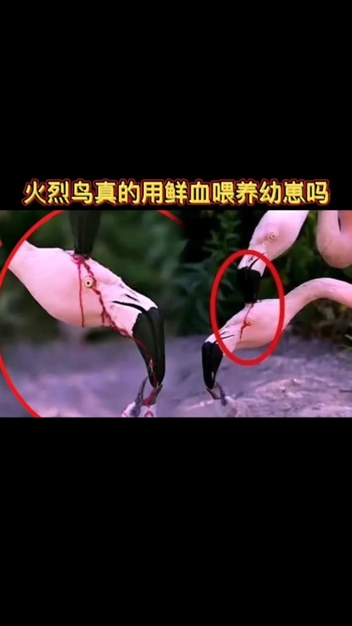 小鸟对对碰为啥这么火？原因竟然是这样！