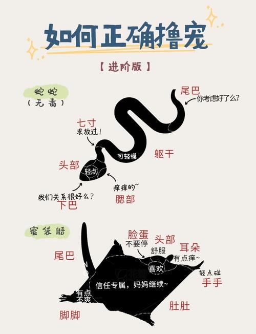 飞机上的蛇怎么处理？专业流程大揭秘！