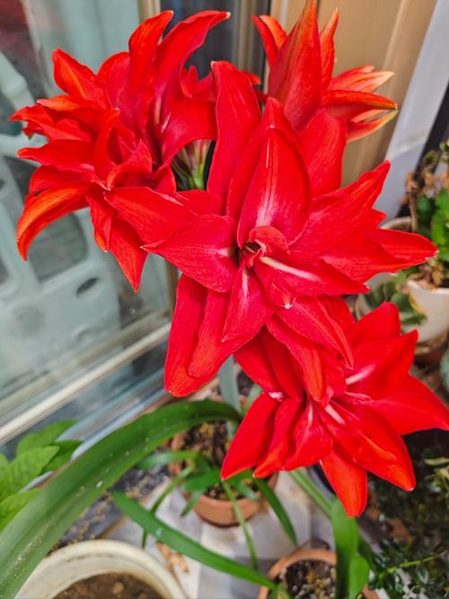 哪里可以买到花之灵产品？记住这几个靠谱的渠道！