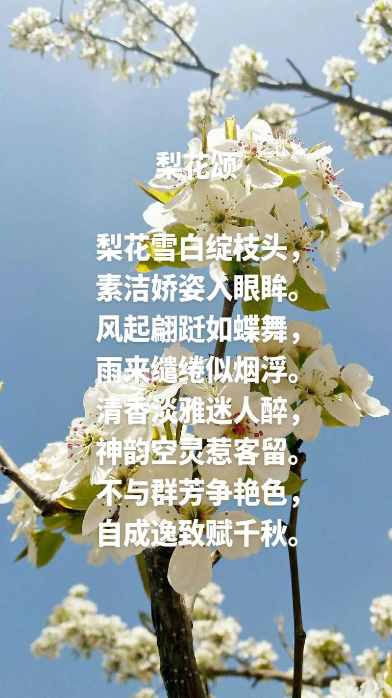 落雪梨花可以用来比喻什么？(这几种用法让你的表达瞬间高级)