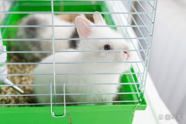 哪里可以免费看兔子之夜高清版？几个稳定播放平台推荐给你！