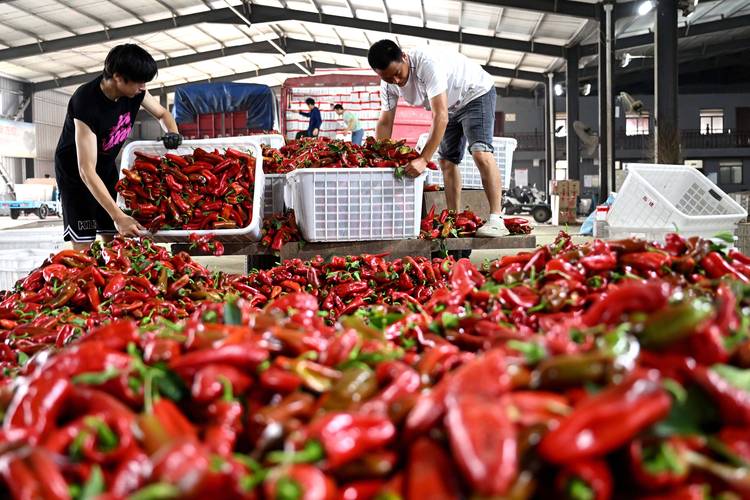 全国最大的辣椒交易市场在哪个镇?答案揭晓位置快来看!