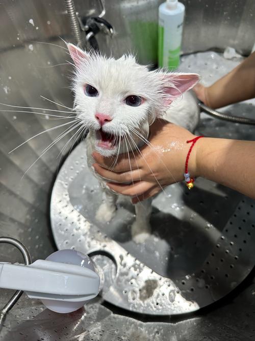 给宠物宝贝洗澡总是不配合？学会这几个小技巧轻松搞定！