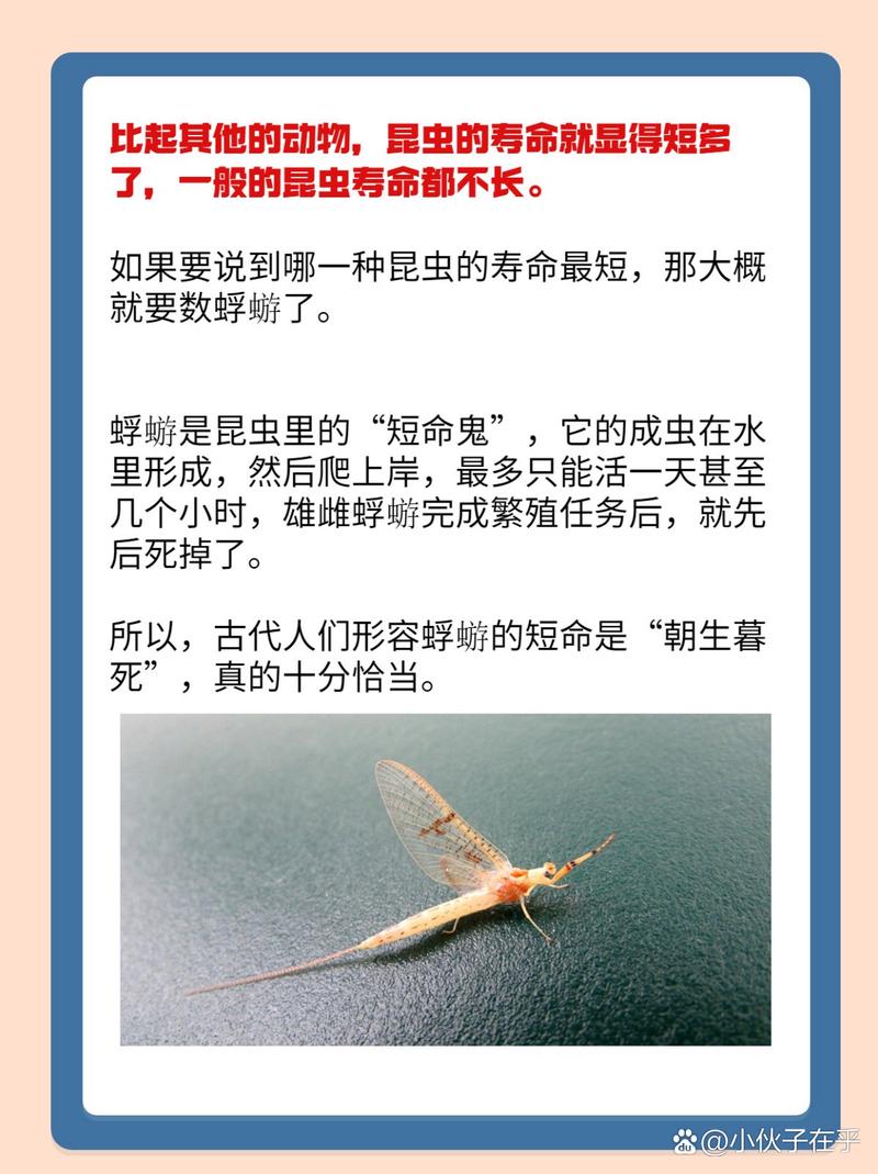 为什么这么多人喜欢蜉蝣君？看完这几点你就明白了！