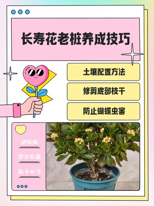 花中第一流怎么养？老花农分享实用养护技巧！