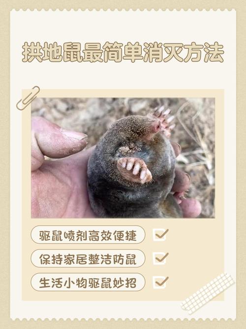 新手学掘地鼠炖肉难吗？简单三步轻松上手不翻车！