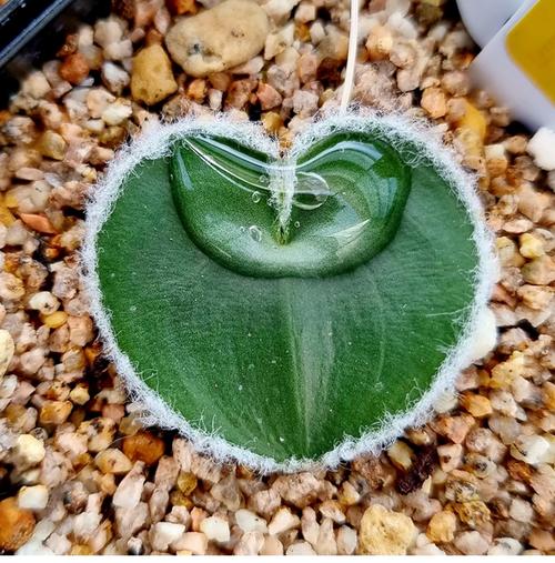 冰芯灵到底是什么东西?深入解析它的核心功效和作用!