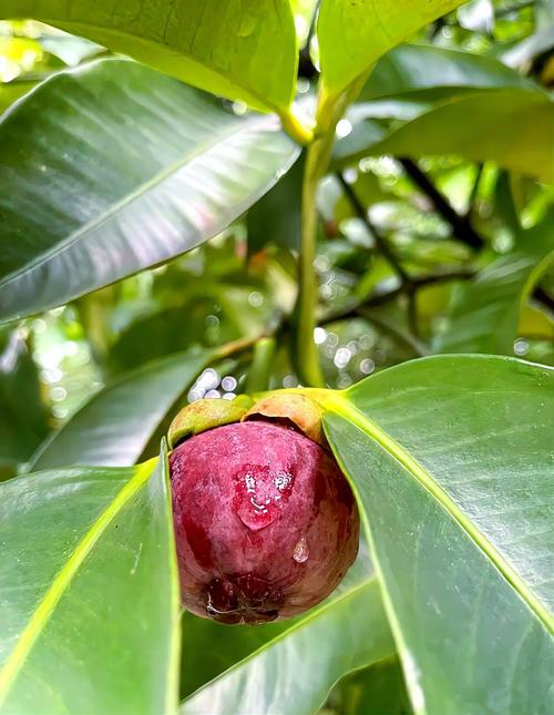 莽吉柿怎么吃才正确?教你轻松剥开尝到美味果肉!
