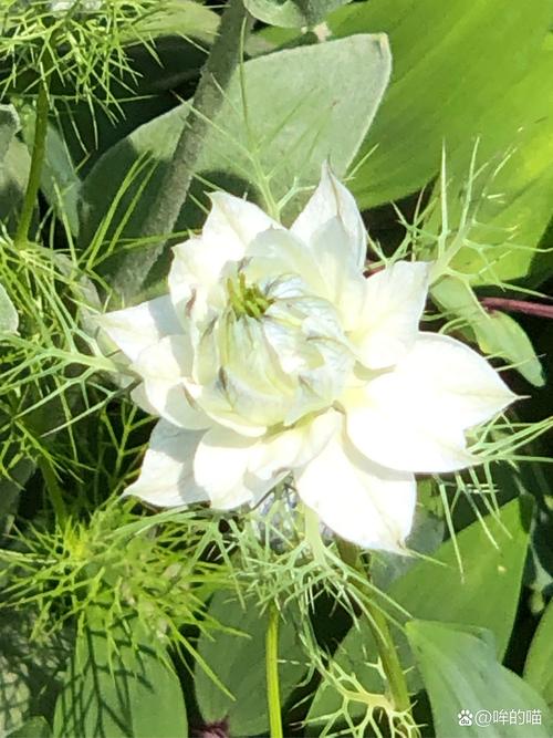 黑泥草的种植方法和技巧？掌握这几点新手也能成功丰收！