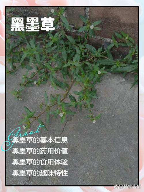 黑泥草的种植方法和技巧？掌握这几点新手也能成功丰收！