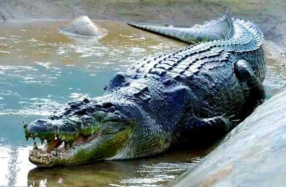 哪里能看到咸水鳄？这份全球主要栖息地分布地图请收好！