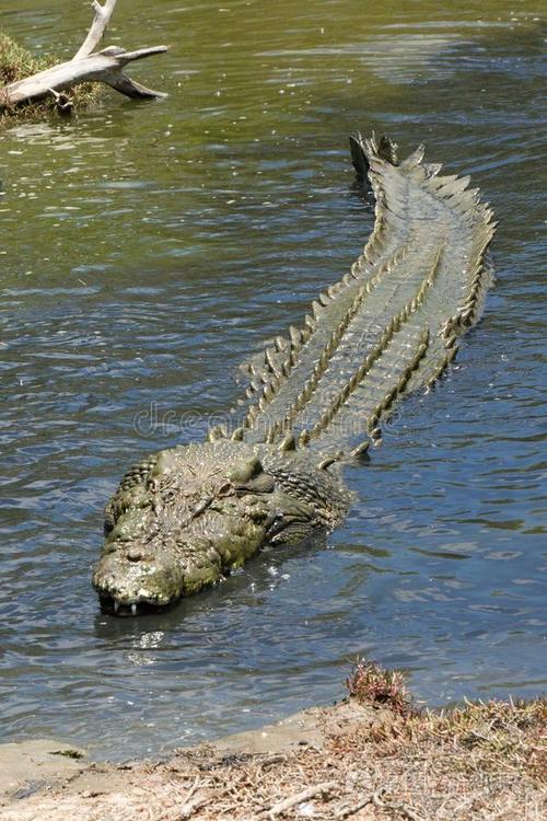哪里能看到咸水鳄?这份全球主要栖息地分布地图请收好!