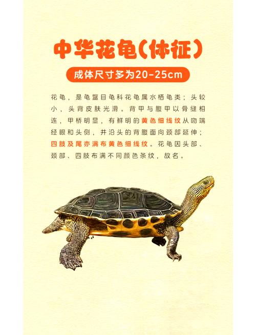 树林龟价格多少钱一只？教你分辨品相避开高价坑！