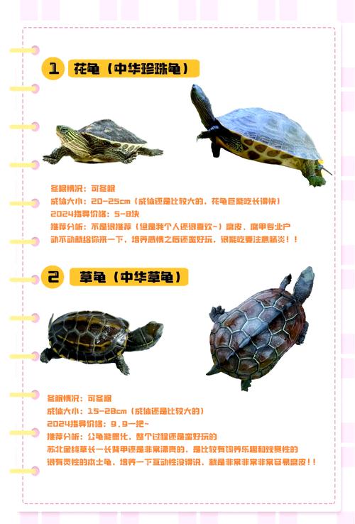 树林龟价格多少钱一只？教你分辨品相避开高价坑！
