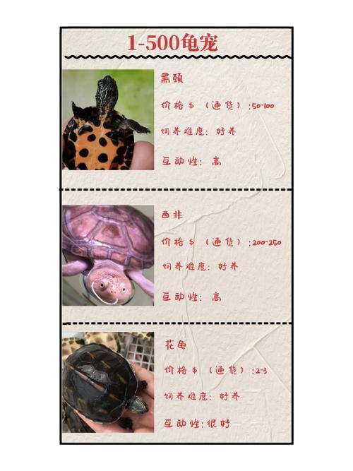树林龟价格多少钱一只？教你分辨品相避开高价坑！