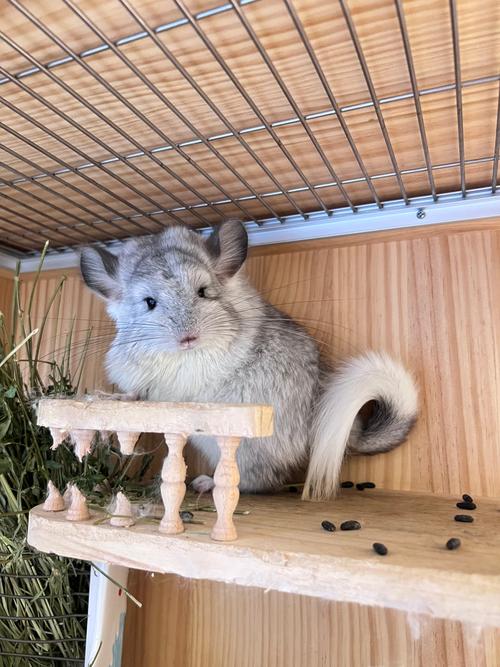 龙猫到底是不是猫？这几个特征给你答案！