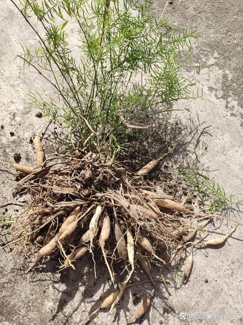 金山影霸有什么厉害功能？这3个特点让它独一无二！