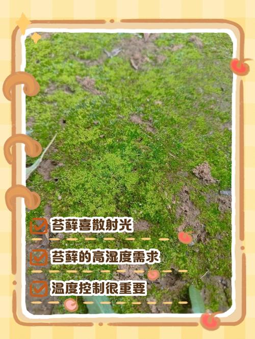 新手如何使用哀伤苔？老玩家提醒你不要犯的4个错误！