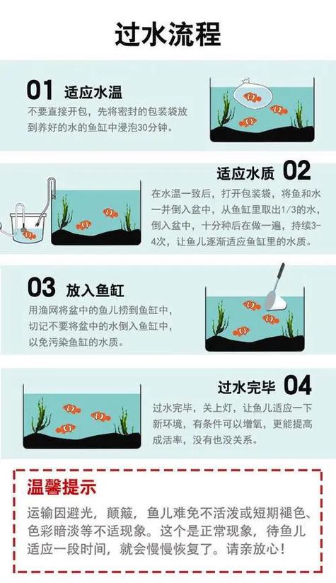 菲格鲁泥鱼怎么养？新手必看的5个喂养秘诀