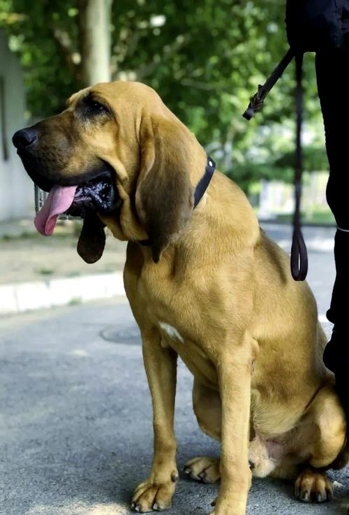 寻血猎犬怎么训练听话？新手养狗必须知道的3个技巧！