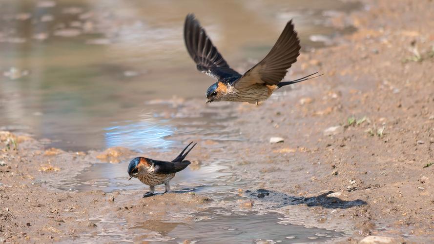 谁家新燕啄春泥的新燕是啥鸟？揭秘古诗背后的自然知识！