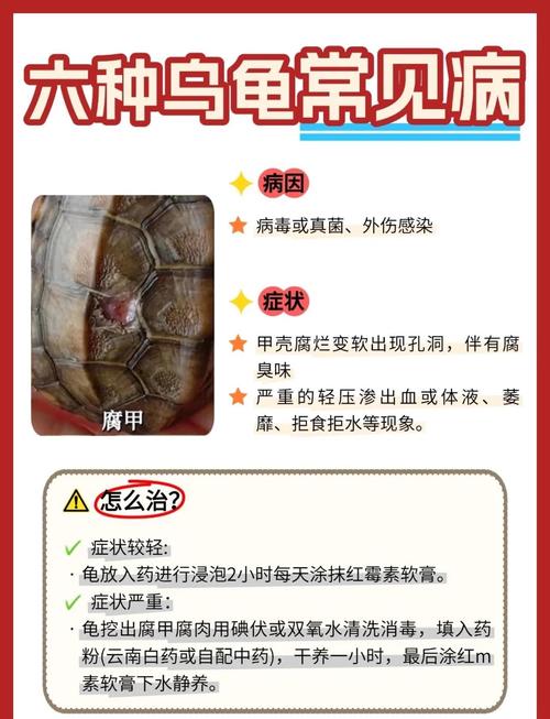 乌龟生病了怎么查？（灵龟网这个功能帮你快速诊断和治疗）