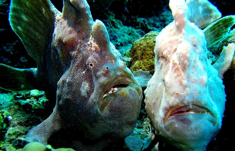 现实中的“海底猎人”是谁？他们如何捕猎深海巨兽？