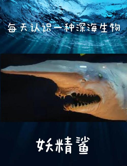 现实中的“海底猎人”是谁？他们如何捕猎深海巨兽？