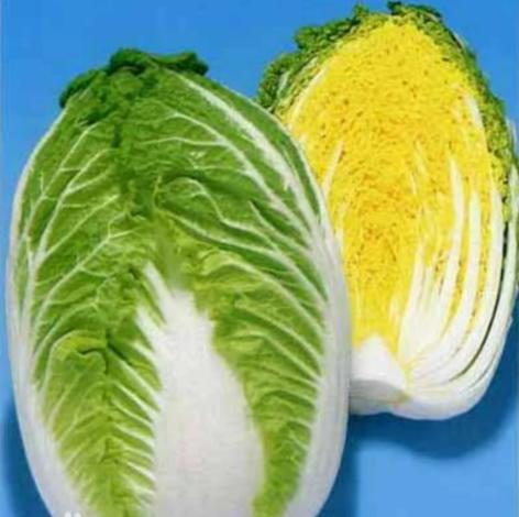 胶菜是什么味道？真实用户分享体验与心得