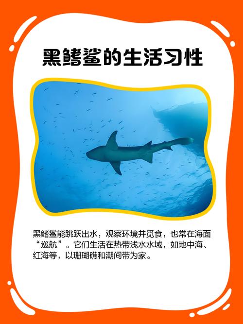 如何分辨黑鳍鲨？记住这几个关键点快速辨认不犯错！
