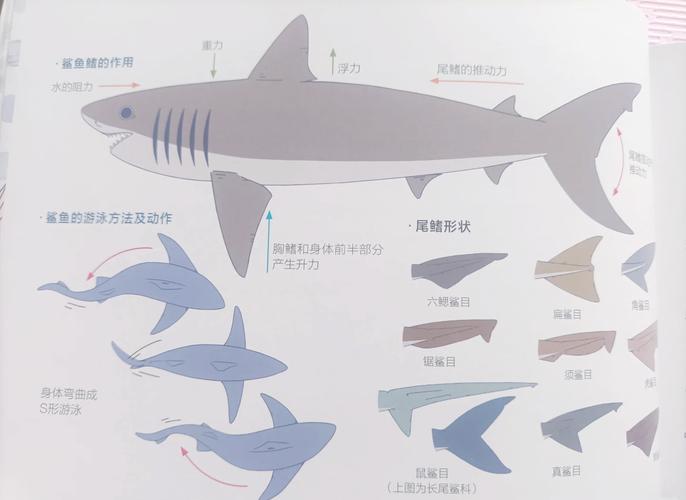 如何分辨黑鳍鲨？记住这几个关键点快速辨认不犯错！
