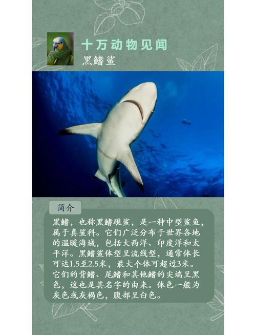 如何分辨黑鳍鲨？记住这几个关键点快速辨认不犯错！