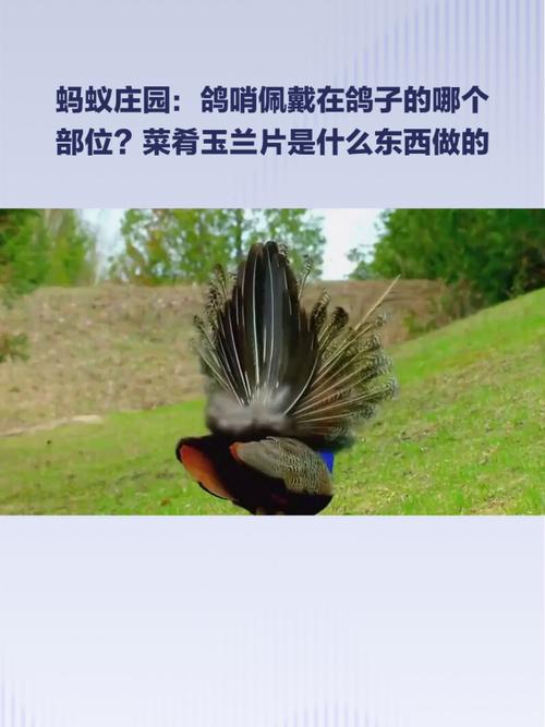 玉兰片蚂蚁庄园怎么升级快？专家教你高效提升法！
