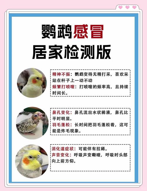 花羽鹦鹉常见疾病有哪些？资深鸟友分享预防和治疗经验！