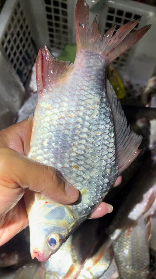 石鳞鳗是什么鱼？详细介绍它的习性与生活环境！