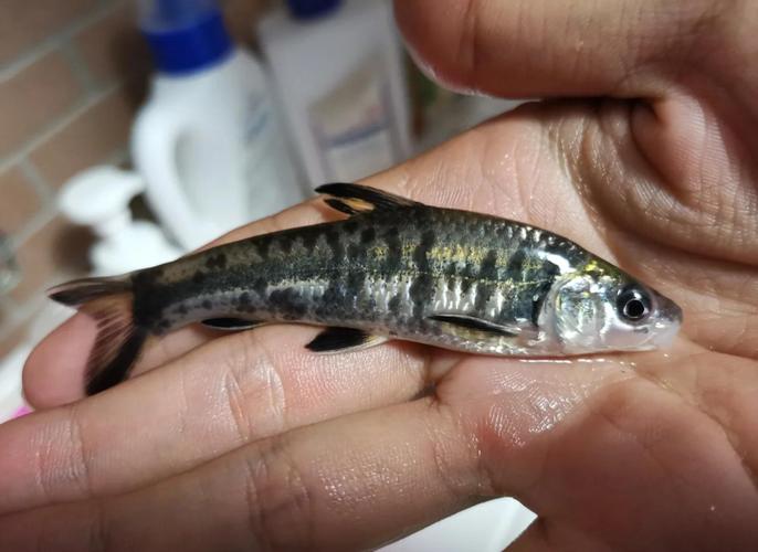 黑鳍的赃物藏在哪？教你寻找赃物的实用方法！