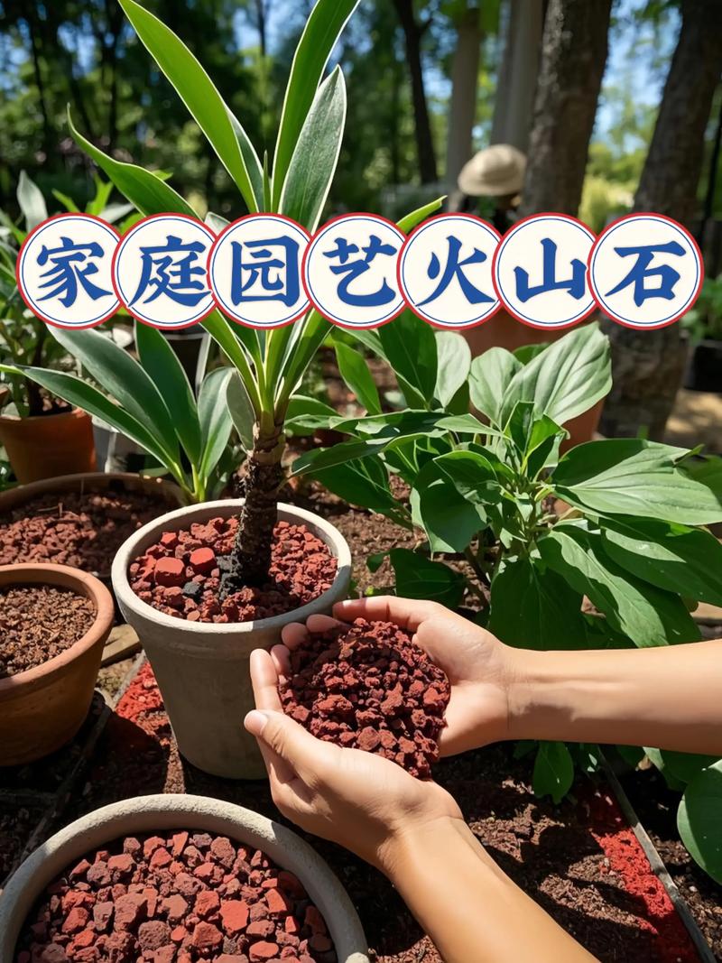 火山石幼龙值不值得养？(新手培养必看建议！)