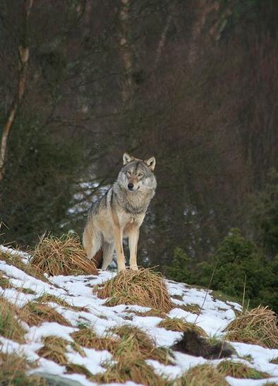 幽灵狼和普通狼有什么区别？看完这篇你就明白了！