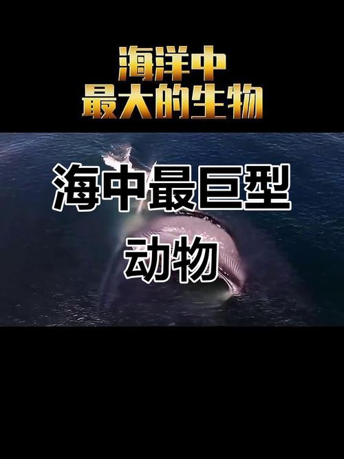 揭晓海洋生物资源最丰富的大洋是哪个？千万别错过！
