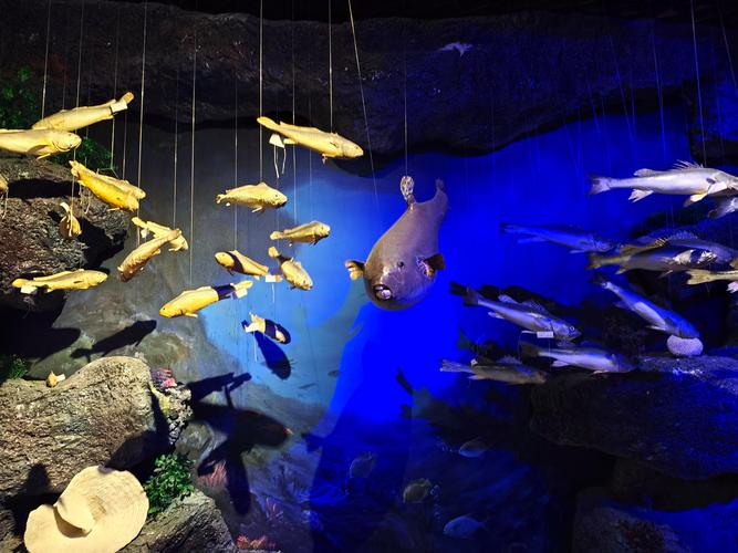 蓝鱼群取景地在哪里？盘点国内最美的海洋拍摄地推荐。