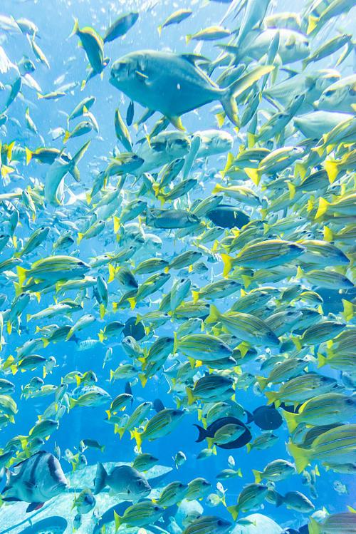 蓝鱼群取景地在哪里？盘点国内最美的海洋拍摄地推荐。