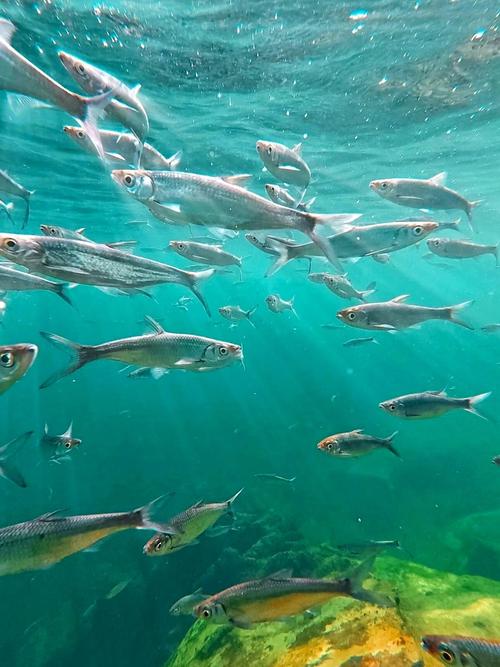 蓝鱼群取景地在哪里？盘点国内最美的海洋拍摄地推荐。